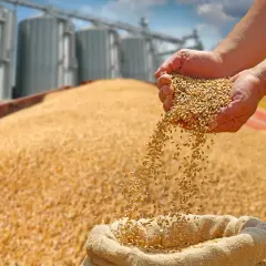 Mains remplies de maïs grain sec, versant le grain dans un sac, avec des silos en arrière-plan.