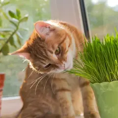 An orange tabby cat nibbles on fresh cat grass, enjoying its benefits.