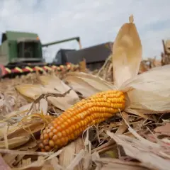 Kukurydza flint leży na polu po żniwach, w tle widać kombajn.