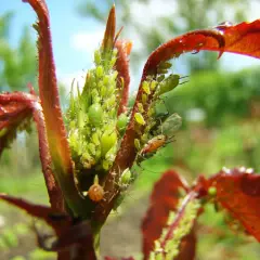 Un jeune plant de framboisier envahi par des pucerons verts. Ces petits insectes, le puceron framboisier, se nourrissent de la sève des jeunes pousses.