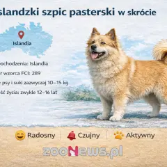 Radosny islandzki szpic pasterski, pies pasterski z Islandii, czujny i aktywny.