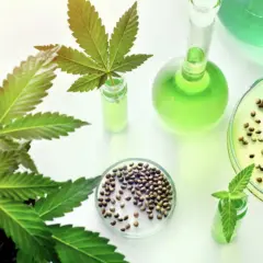 Czy CBD ma THC? Legalność, testy i bezpieczny wybór