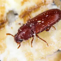 Ein brauner Käfer, Xylocoris flavipes, krabbelt über ein Stück Nahrung, bedeckt mit feinem weißem Pulver.