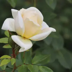 En ljusgul ros med vita kanter, redo att planteras. En vacker blomma som växer fram.