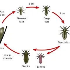 Jak rozmnażają się wszy? Cykl życia i jak go przerwać