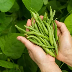 Händer håller en nyskördad hög med haricots verts mot en bakgrund av gröna blad.