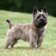 Un cairn terrier de pelo áspero y mirada curiosa posa en un césped verde.