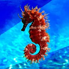 Caballito de mar de color rojizo, con su cola en espiral, flotando en aguas azules. Su tamaño es diminuto, pero su forma es fascinante.