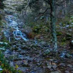Cascada en el **puerto de Canencia**, con nieve y rocas cubriendo el cauce. Un árbol solitario vigila el paisaje.