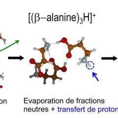 Schéma montrant la formation d'un tripeptide à partir de β-alanine, impliquant ionisation, évaporation et transfert de proton, illustrant la définition des acides aminés.