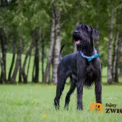 Sznaucer olbrzym w niebieskiej obroży z kokardką stoi na zielonej trawie, w tle drzewa.