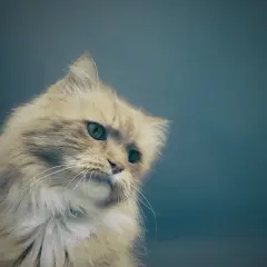Puszysty rudy kot z zielonymi oczami, wygląda jakby dużo pił i teraz zastanawia się nad życiem.