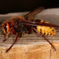 Szerszeń na drewnianej powierzchni, jego naturalny wróg, ptak, może go wypatrywać.