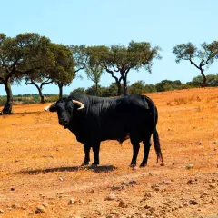 Toro negro imponente en un campo seco, bajo la sombra de árboles. Un ejemplar de la ganadería Torrehandilla.