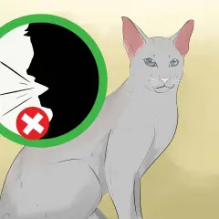 Graue Katze mit blauen Augen, neben einem Kreis mit einem durchgestrichenen Mund.