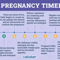 Cat pregnancy timeline showing pre labor signs week by week: from implantation to labor, with key developmental milestones and physical changes.