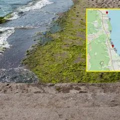 Sinice nad morzem? Sprawdź zamknięte kąpieliska GIS i planuj urlop!