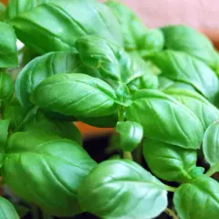 Un primo piano di foglie verdi e lucide di basilico, una verdura profumata perfetta per la cucina.