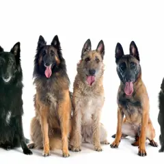 Cinco perros pastor belga, de diferentes colores y pelajes, sentados y mirando al frente con la lengua fuera.