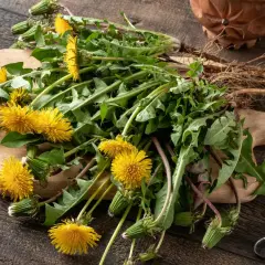 Un mazzo di tarassaco con fiori gialli e radici su un tagliere di legno. Attenzione, alcune varietà di tarassaco velenoso possono assomigliare a queste.