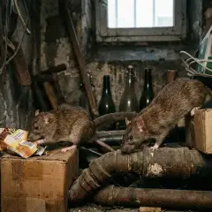 Deux rats fouillent dans des détritus dans une cave sombre. Un problème de rats que dit la loi ?