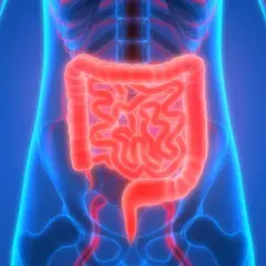 Anatomia ludzkiego ciała z podświetlonym na czerwono układem pokarmowym, ukazującym jelita. Widać też sieć naczyń krwionośnych, które emanera zdrowiem.