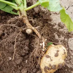 Kartoffelstaude mit Wurzeln und einer Knolle im Boden. Kleine, weiße Knöllchen deuten auf Rhizoctonia bei Kartoffeln hin.