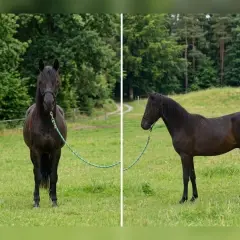 Dwa ciemne konie rasy paso fino na zielonej łące, jeden stoi przodem, drugi bokiem.