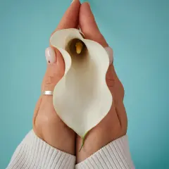 Mains tenant une calla blanche, symbole de douceur et de soin pour le massage périnée après accouchement.