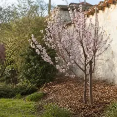 Un jeune abricotier en fleurs, aux délicates fleurs roses, se dresse près d'un mur de pierre ancien.