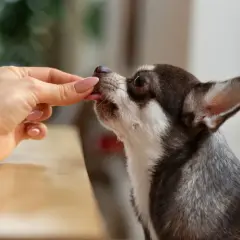 Chihuahua zjada przysmak z ręki. Może to być karma lub lek, np. pyralgina dla psa, podana w formie smakołyku.