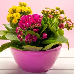 Kalanchoe jak dbać? Kolorowe kwiaty w doniczce, żółte, różowe i fuksjowe. Liście z kroplami wody.
