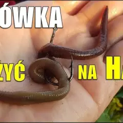 Rosówka: Dżdżownica na ryby jak łowić, przechowywać, hodować?