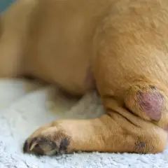 Primo piano di un cane con un tumore cutaneo sulla zampa posteriore. La lesione è rossa e leggermente gonfia.