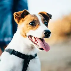 Jack Russell Terrier: Sierść czy włosy? Poznaj różnice i pielęgnację
