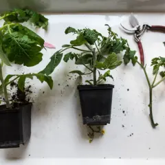 Små tomatplantor i krukor, en sekatör och jord. Snart dags att tjuva tomater och få en rik skörd.