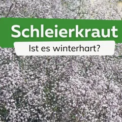 Schleierkraut, zart und blütenreich, fragt: Ist es winterhart? Ja, viele Sorten sind winterhart und schmücken den Garten auch im nächsten Jahr.