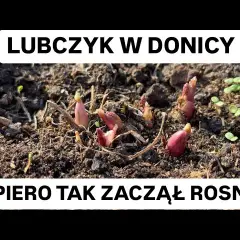 Jak sadzić lubczyk w doniczce – uniknij najczęstszych błędów