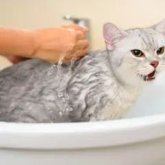 A wet, unhappy cat in a sink, with a hand pouring water over it. This might explain why do cats hate water.