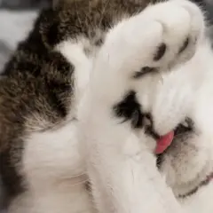 Gato blanco y atigrado se tapa la cara con una pata, con la lengua rosada fuera. ¡Parece que los gatos se tiran pedos y se avergüenzan!