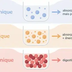 Comparaison des boissons isotoniques : hypotonique (rapide, peu d'énergie), isotonique (optimale, énergie), hypertonique (lente).