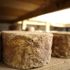 Trois meules de fromage artisanal, à la croûte rustique et terreuse, reposent sur des étagères en bois.