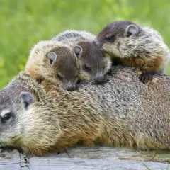 Drei junge Murmeltiere kuscheln sich auf dem Rücken eines Erwachsenen. Sie scheinen sich auf den bevorstehenden Winterschlaf vorzubereiten.