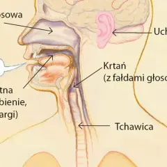 Schemat budowy aparatu mowy: jama nosowa, jama ustna (z językiem, podniebieniem, wargami), krtań z fałdami głosowymi, tchawica. Ucho odpowiada za słuch.
