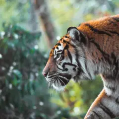 A majestic tiger walks through lush greenery, a stunning example of zoo photography.
