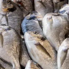 Primer plano de varios tipos de sargo frescos y plateados, listos para la venta en un mercado.