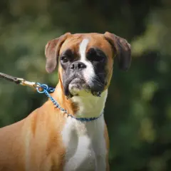 Portret pięknego boksera z niebieskim łańcuszkiem na szyi, na smyczy, na tle zieleni.