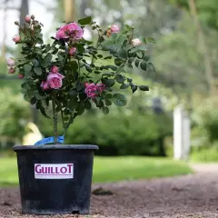 Un rosier en pot, prêt pour son arrosage, arbore de délicates fleurs roses et des boutons. Le pot porte la marque Guillot.