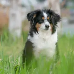 Ein süßer australian shepherd mini sitzt im hohen Gras.