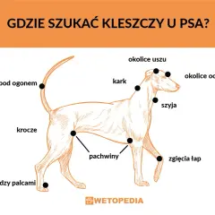 Ilustracja pokazuje psa z zaznaczonymi miejscami, gdzie najczęściej można znaleźć kleszcze: pod ogonem, w pachwinach, między palcami, na szyi i karku.